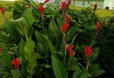 2 Tall Red Canna Lily tubers 1-3 eyes