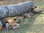 12 Khaki Campbell Duck Hatching Eggs