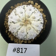 Sale Rare Cacti Astrophytum asterias ‘Snow’  WYSIWYG  Own Root  Boutique Decor