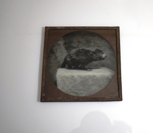 A TASMANIAN DEVIL LONDON ZOO C1878 Magic Lantern Slide VICTORIAN PHOTOGRAPH - Picture 2 of 5
