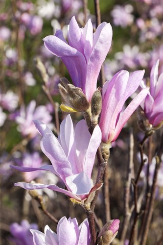 Magnolia liliiflora 'Susan', Purpur-Magnolie, purpurrosa, 60–80 cm - Bild 2 von 15