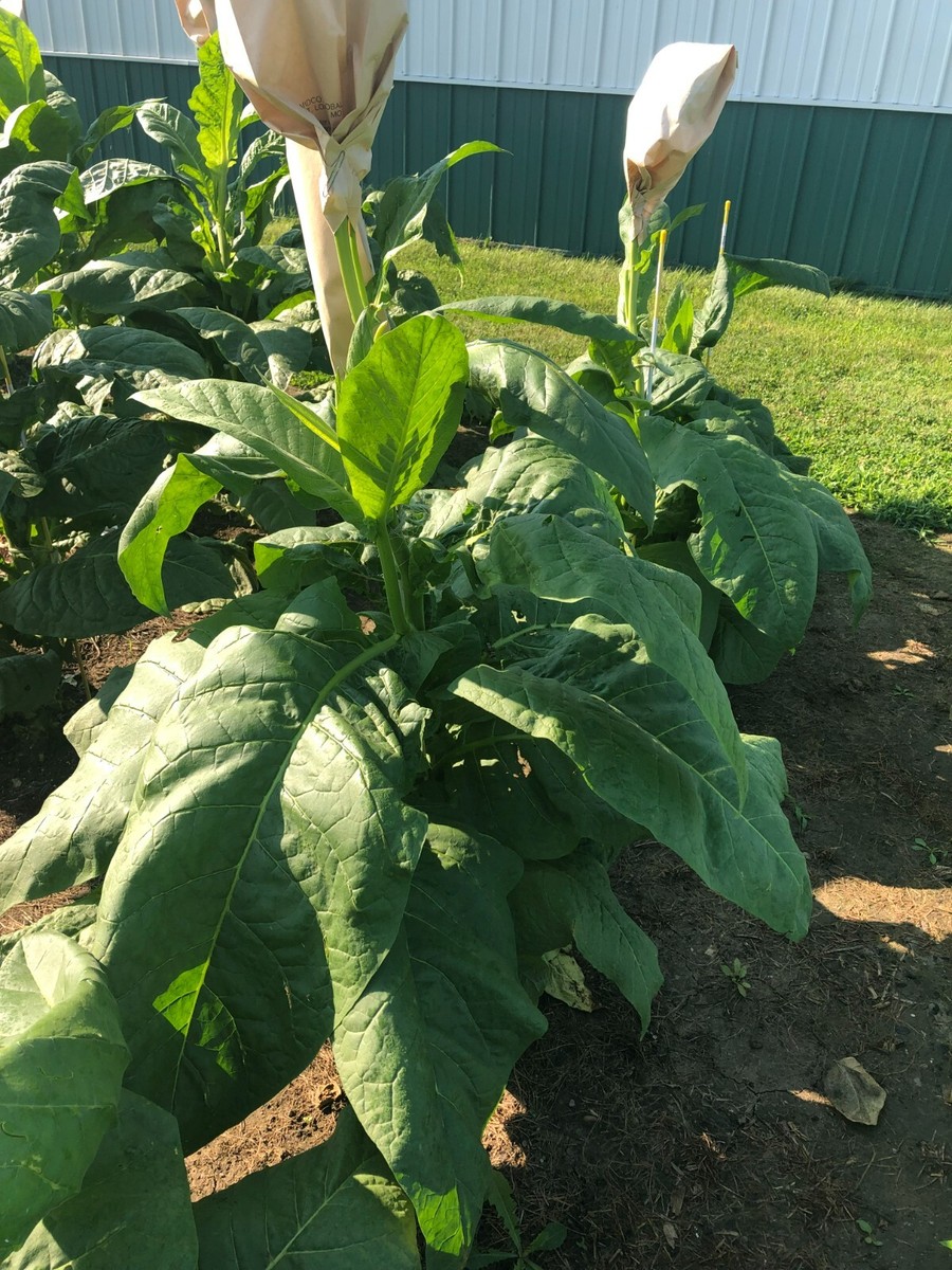 Connecticut Broadleaf Tobacco Seeds ~5K Non-GMO Free Ship No Track ~2 Weeks  Read