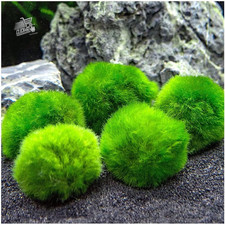 Marimo (2-3 Cm) - Alga Palla Cladophora Aegagropila Muschio Con Certificazione,