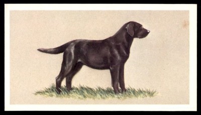 LABRADOR RETRIEVER 1979 PLAYER'S GRANDEE ''TOP DOGS COLLECTION'' #3