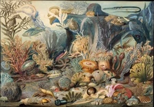 Vintage Ocean Life 1899 Lithograph Art Print Poster Digital Download Unframed