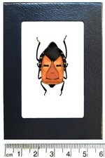 Catacanthus incarnatus orange mask bug Indonesia framed