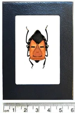 Catacanthus incarnatus orange mask bug Indonesia framed