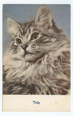 Toby Cute Cat Kitten Postcard