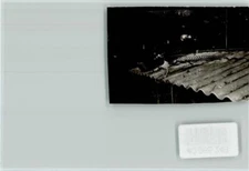 40065248 - 6732 Edenkoben Pheasant Southern Wine Route LKR