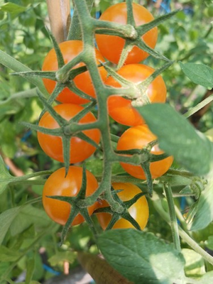 #ad *NEW* *2025 ORGANIC GROWN SUN GOLD CHERRY TOMATO 100 SEEDS SWEETEST FRESH 2025* $6.25