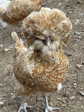 6 Bearded Buff Laced Polish Chicken HATCHING Eggs Big Beards Big Top Hats