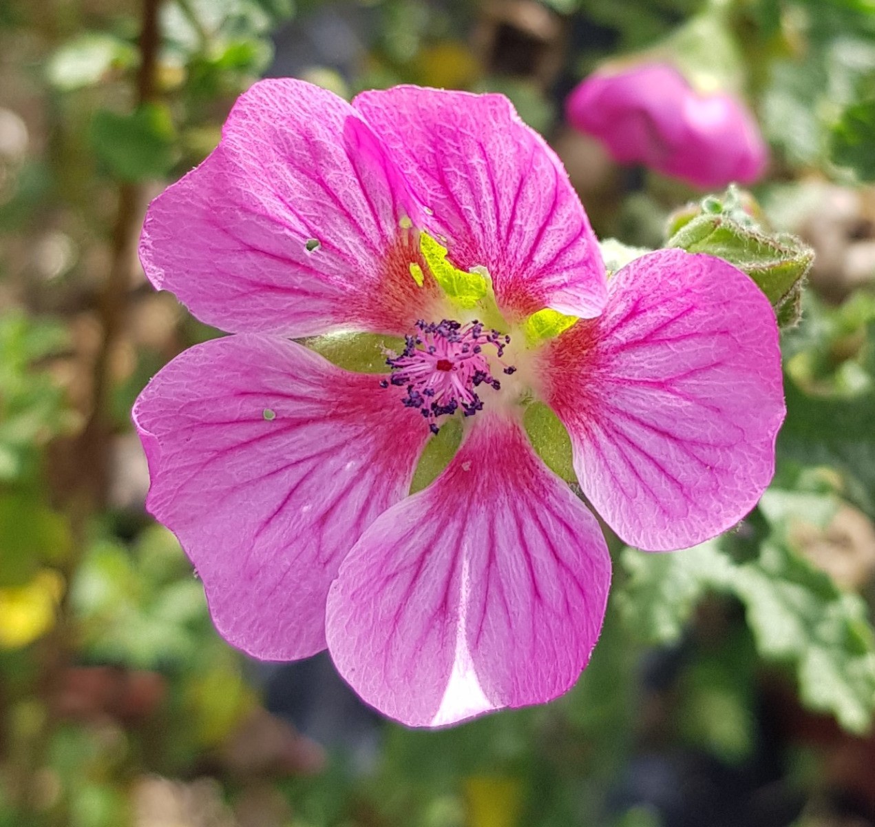 Mauve du Cap rouge Anisodonthea capensis Large Red en conteneur de 3 à 4 litres