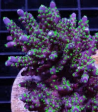 Live coral Garf Bonsai Acropora SPS Coral 2” Frag Reef Tank