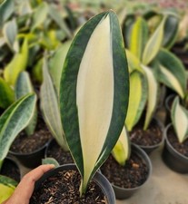 Real Picture Sansevieria Masoniana Mediapicta Variegated Rare Uniqe Snake Plant