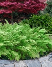 25 Perennial Southern Shield Fern Rhizomes Showy & Rapidly Grows