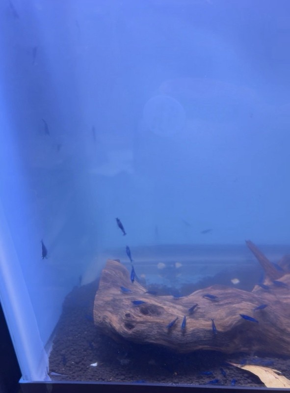 8 Ocean Blue Shrimp Stunning Blue Diamond Neocaridina FREE SHIPPING