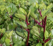 Red Vine Malabar Spinach Bangladeshi Poi Shak - 30 finest seeds??