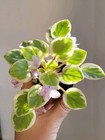 African Violet Pearl Delight  Leaf Chimera Trail PLANT — photo 3