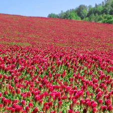 Crimson Clover Seeds - 1/4 lb ~11,600 Seeds - Legume Clover Seeds for Cover Crop