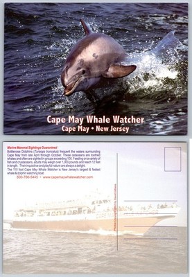 Cape May NJ Bottlenose Dolphin Whale Watcher Postcard 2002 Marine Life
