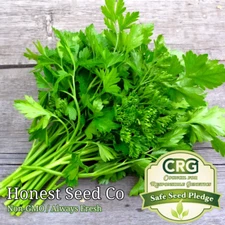 Italian Parsley Seeds | Non-GMO | Fresh Garden Seeds