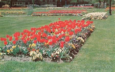 Postcard Tulip Display Public Gardens Boston Massachusetts