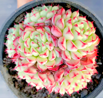 Echeveria "Minima" rare succulent hen and chicks exotic plant seed 50 SEEDS  | eBay