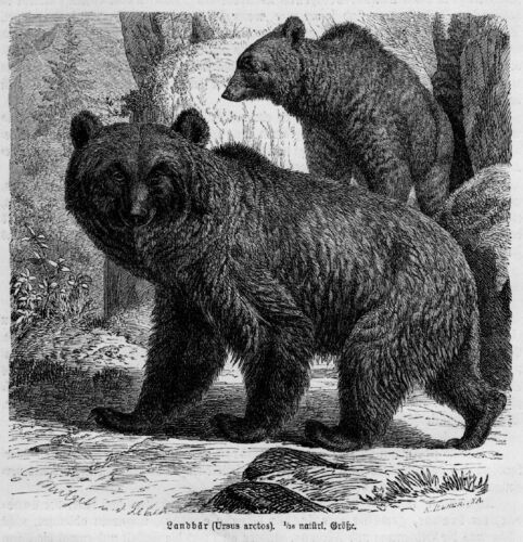 BEAR BEAR LAND BEAR brown bear (Ursus arctos) wood engraving from 1891  - Picture 1 of 1