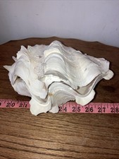 Vintage Natural Ruffled Giant Clam Shells x 2 - 8” x 6” x 4” High Approx- Good