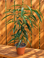 Ficus Maclellandii Alii | Bush Form | 22" Tall |