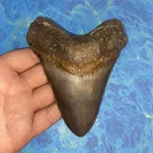 MEGALODON SHARK TOOTH 4.95” HUGE TEETH MEG SCUBA DIVER DIRECT FOSSIL NC 9938