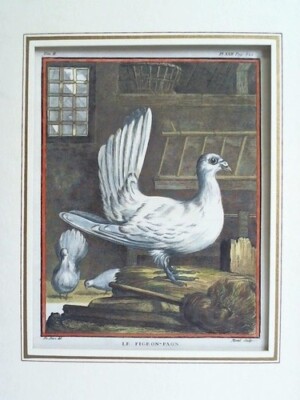 Ménil (oder Mesnil), Elias du: Le Pigeon Paon - Handcolorierter ...