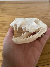 Predator Cosplay Costume Props Real Trophy Skull Necklace, 1/1 Scale Adult Size