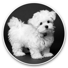 2 x Vinyl Stickers 7.5cm (bw) - Maltese Puppy White Dog Pet  #43175
