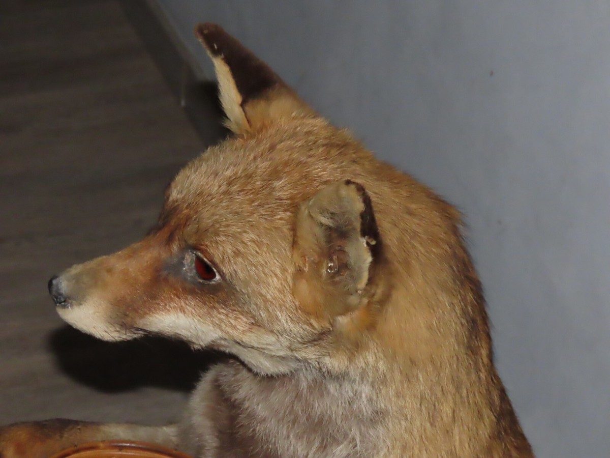 À VENDRE : Magnifique Renard Empaillé Pièce Unique de Taxidermie - Trophées petits gibiers
