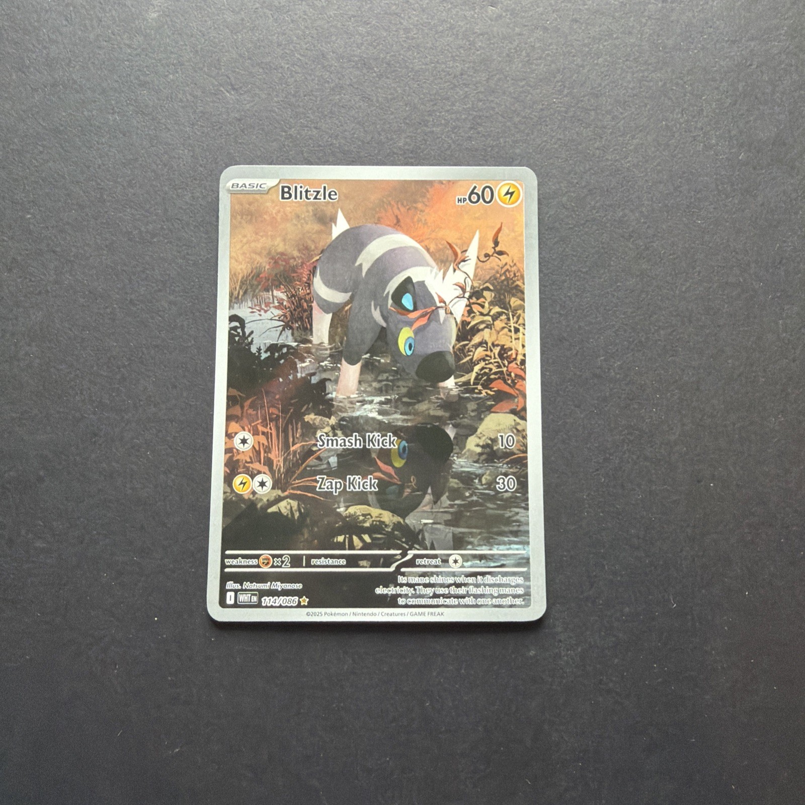 Pokemon - Blitzle - 114/086 - SV: White Flare - Illustration Rare - NM