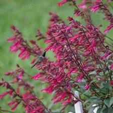 50 Wendy's Wish Salvia Seeds Flower Seed Perennial Flowers Hummingbird 708 USA