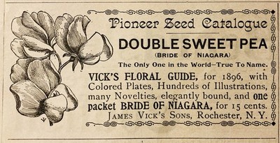 1896 AD.(PC7)~JAMES VICK S CO. ROCHESTER, NY. DOUBLE SWEET PEA(BRIDE OF NIAGARA)