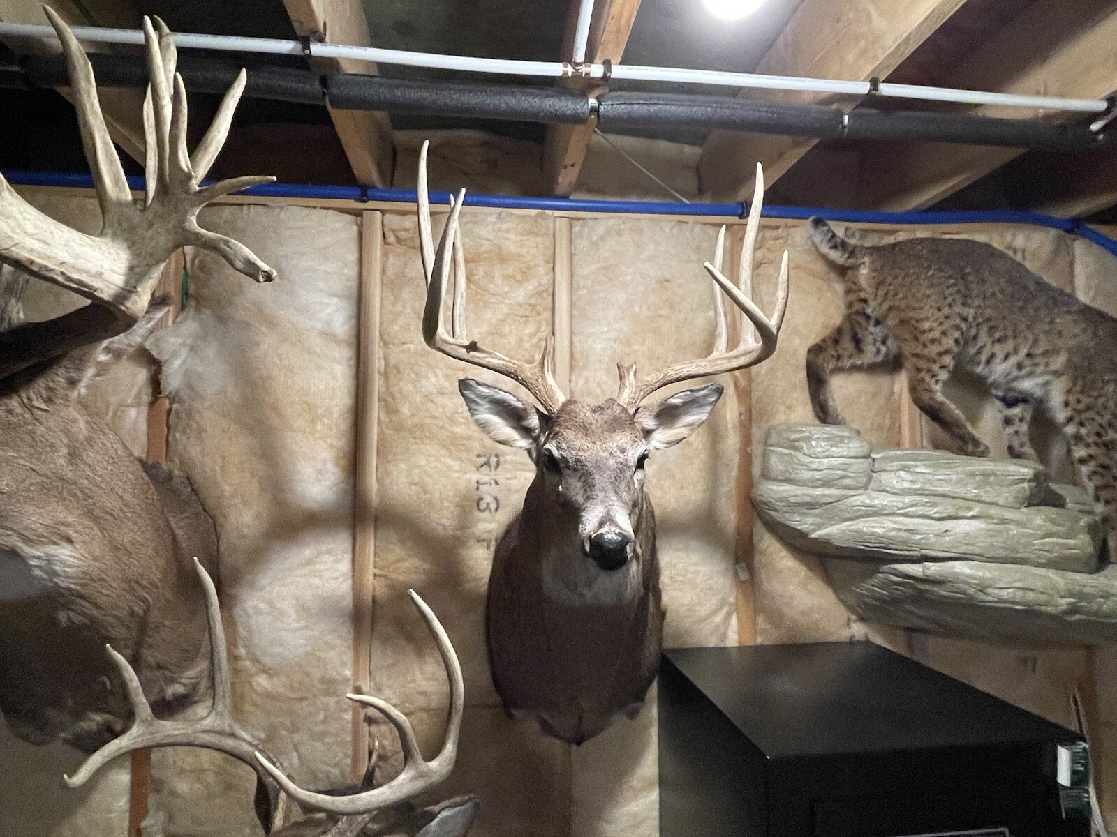 whitetail deer mounts for sale eBay
