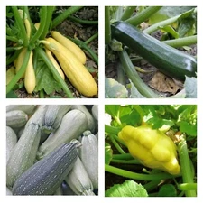 Summer Squash Collection | Seeds