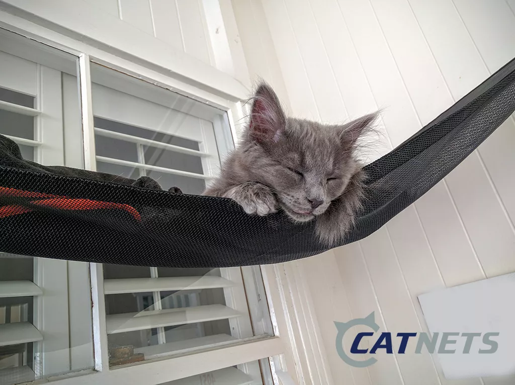 Ebay top cat hammock
