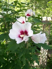 ROSE OF SHARON PLANTS 12 TO 24 INCHES 2 TO 3 YEAR OLDS