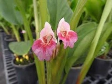 1 Chinese Keys Starter Plug Boesenbergia rotunda Finger Root Bare Root