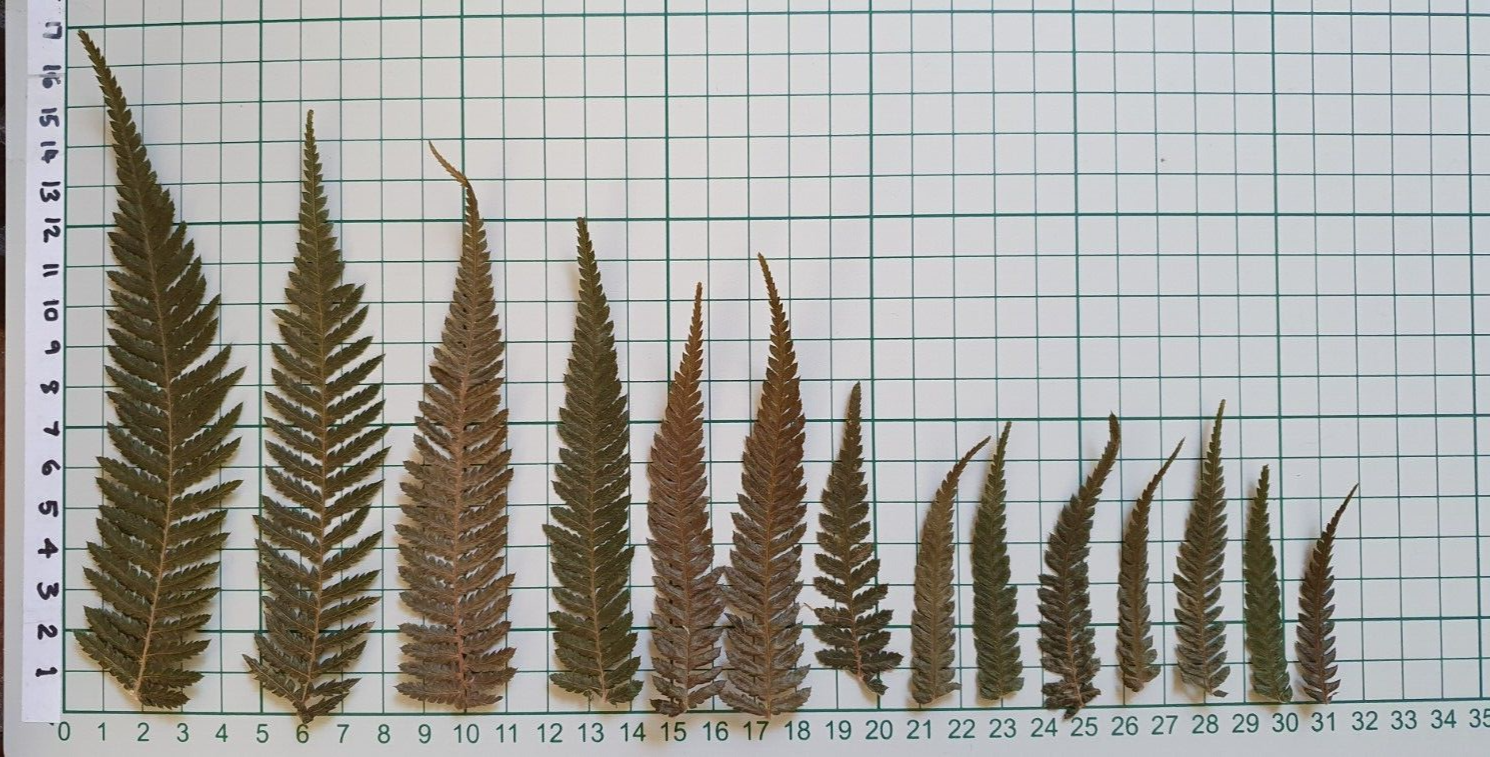 14 x Hand Pressed Dried Green Fern Leaves foliage Botanical Art