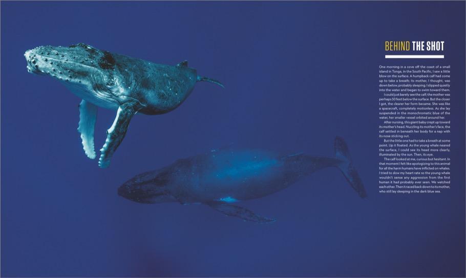 Thumbnail - Das Geheime Leben Der Wale, Brian Skerry