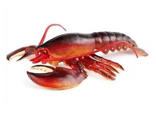Maine Lobster Sea Animal Figure Toy PVC Doll Small Figurine Birthday Gifts