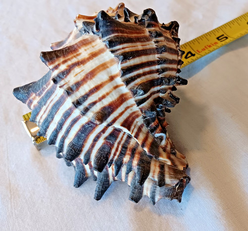 BLACK AND WHITE STRIPED ZEBRA MUREX SEA SHELL 4 X 3.75" GREAT