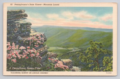 Mountain Laurel Tuscarora Summit on Lincoln Higway Pennsylvania Postcard