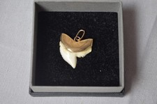 N2525 CIONDOLO COLLANA DENTE DI SQUALO CON ORO 18KT