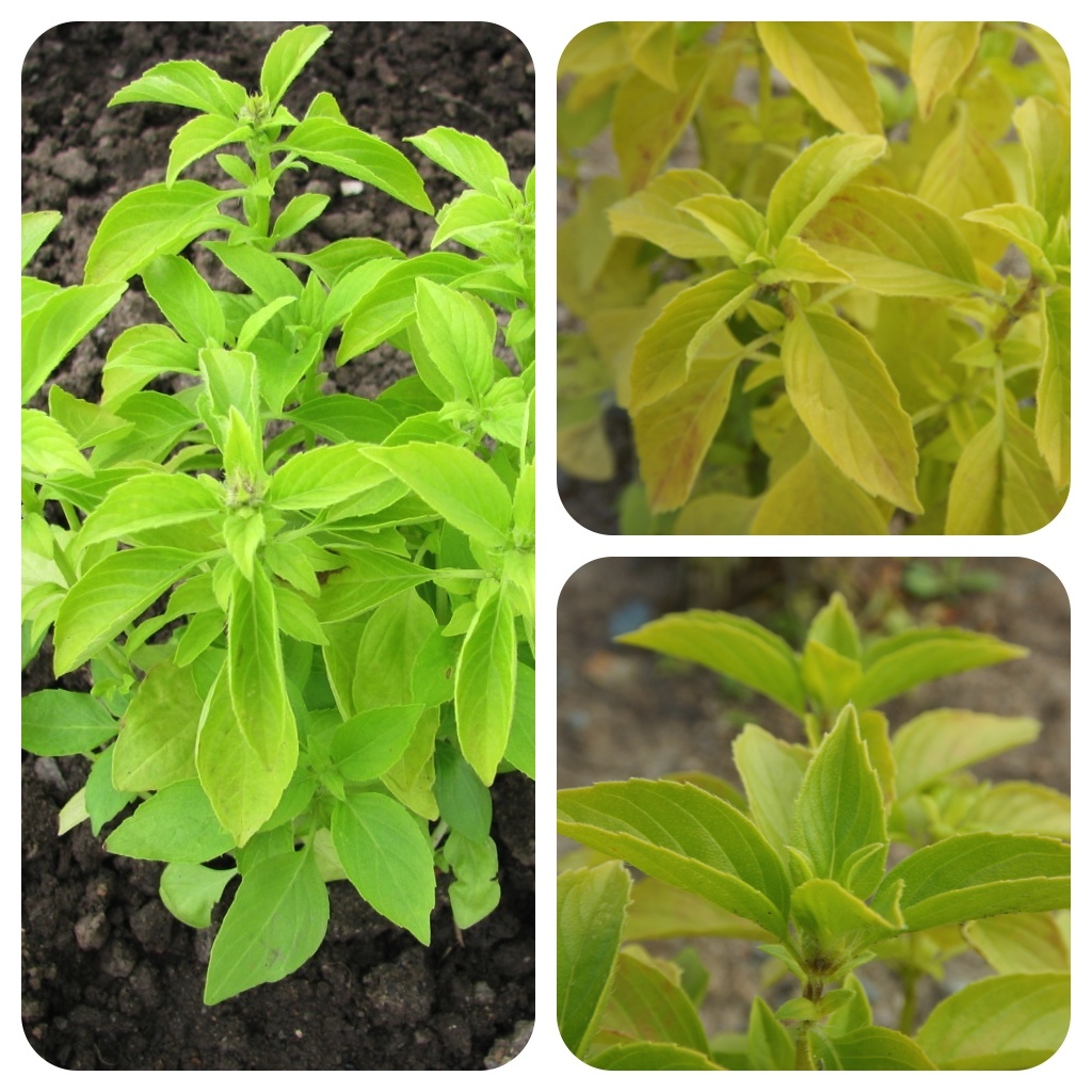 Zitronen Basilikum fruchtig-frisch ideal für Süßspeisen Zitronenbasilikum